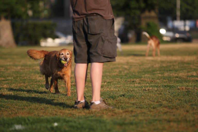 are dogs permitted in park