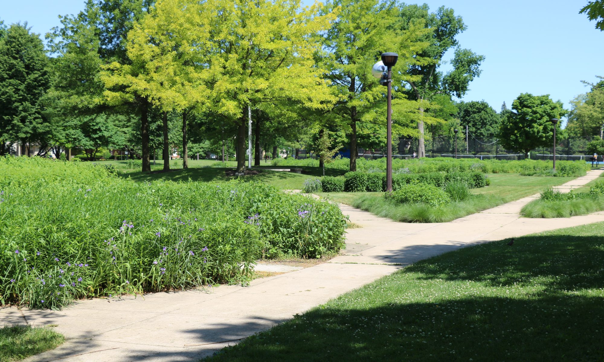 a walking path weaves through the lindberg prairie