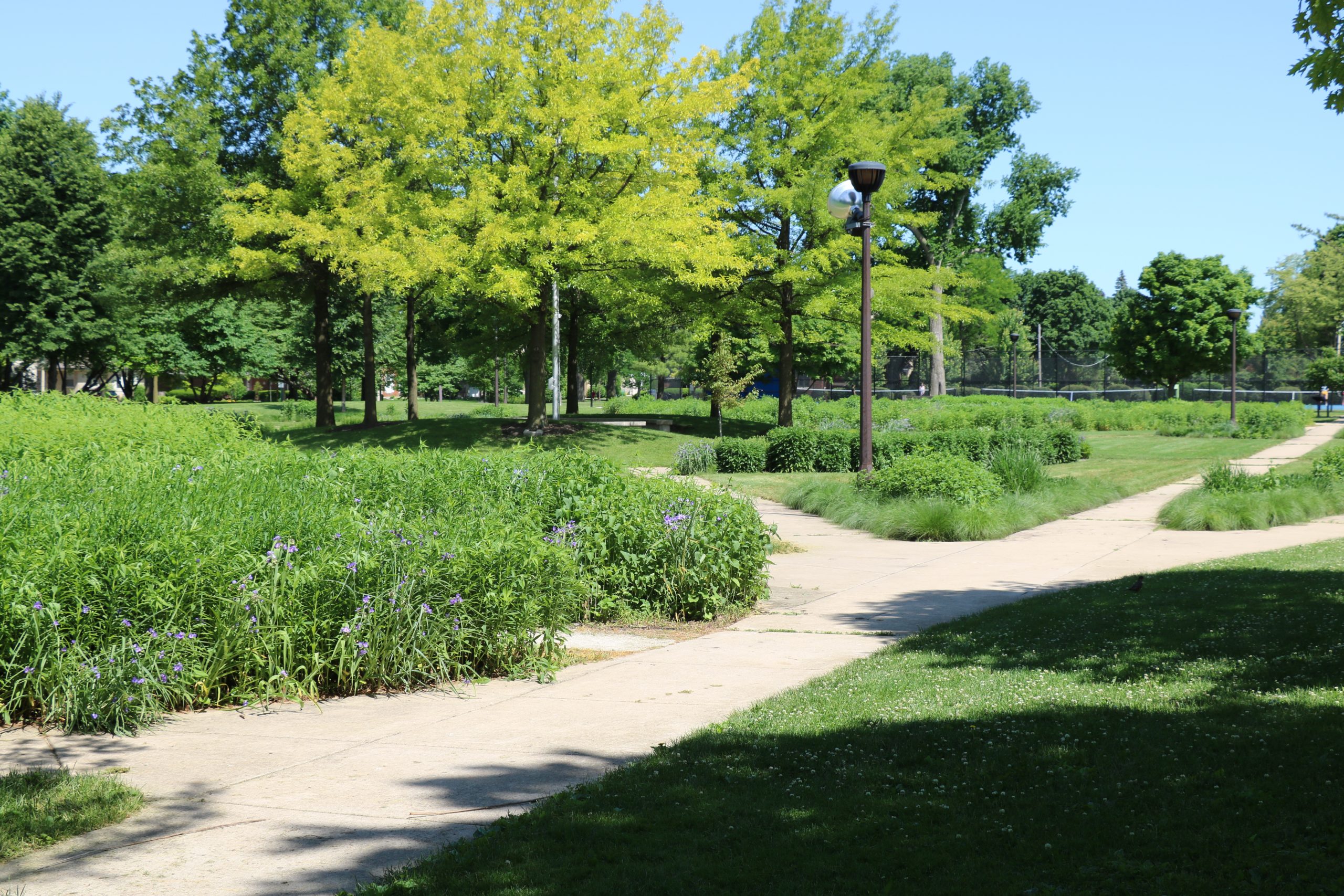 a walking path weaves through the lindberg prairie