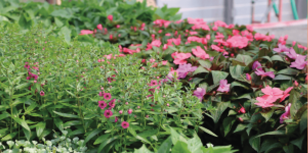 🌱 Conservatory Plant Sale Begins