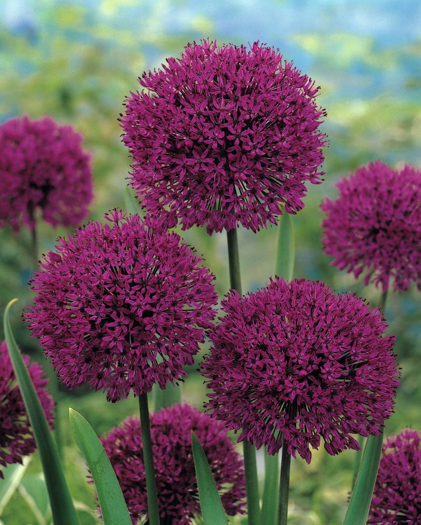 allium purple sensation flowers
