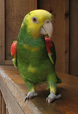 256px-Yellow-headed_parrot (1)
