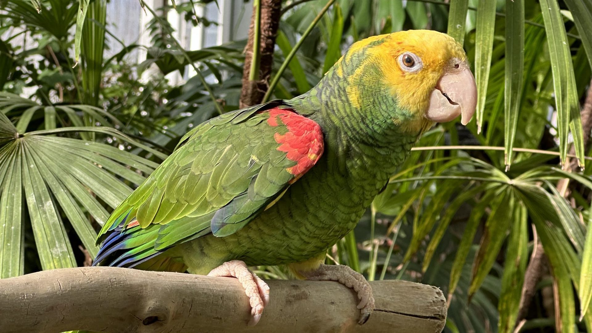 The Oak Park Conservatory Says Goodbye to its Beloved Parrot George