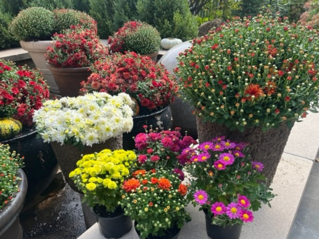 pots of mums