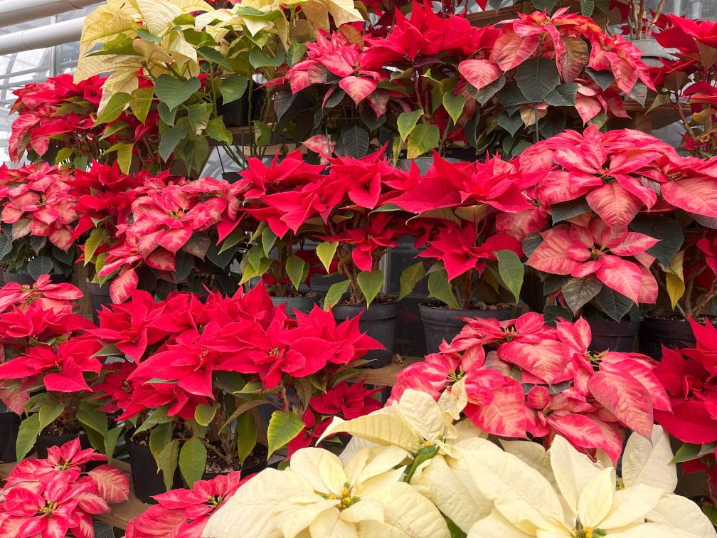 Poinsettia Sale Opens