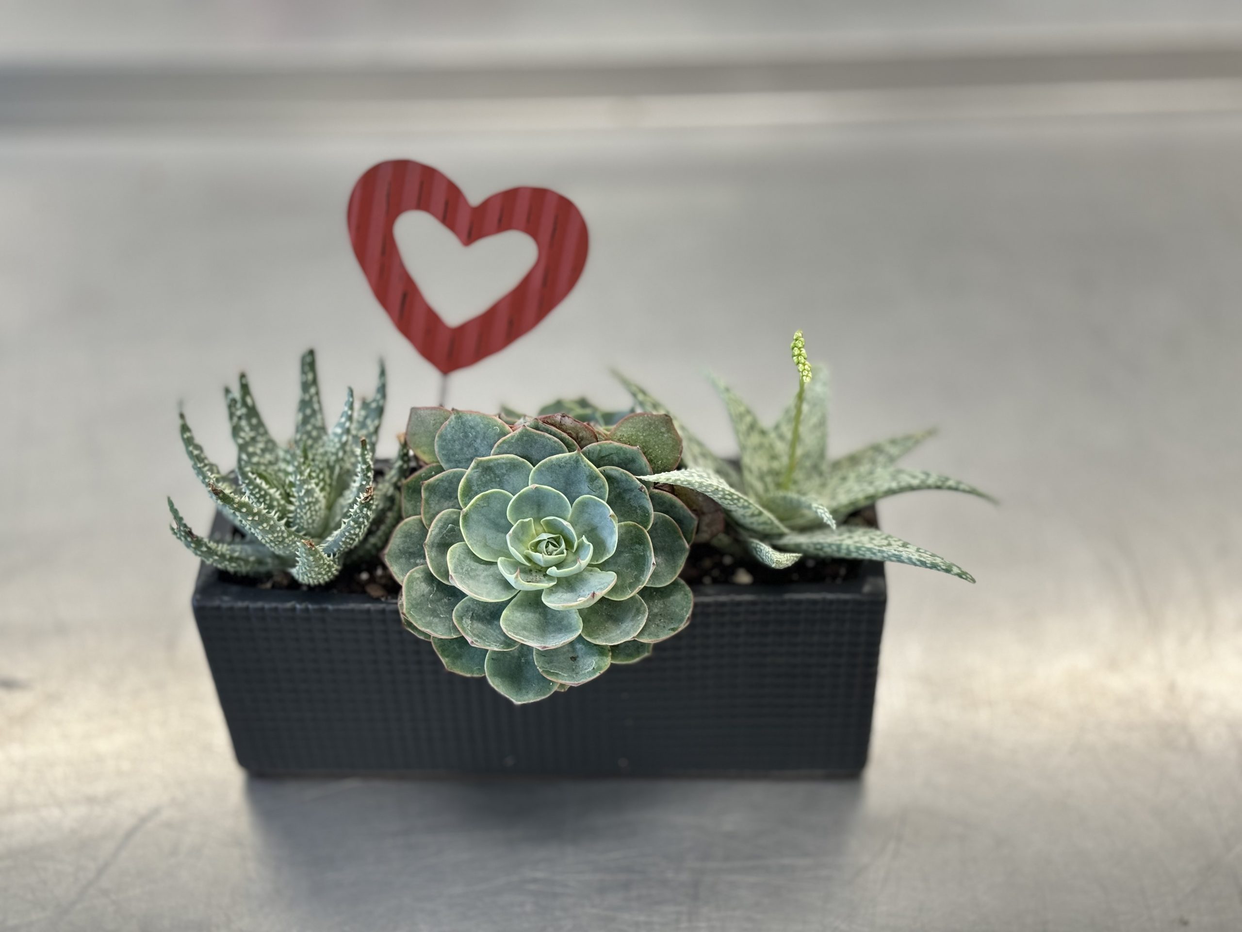 small planter with succulents and a paper heart decoration