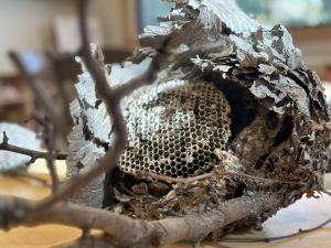 an old wasp nest cut in half to expose interior