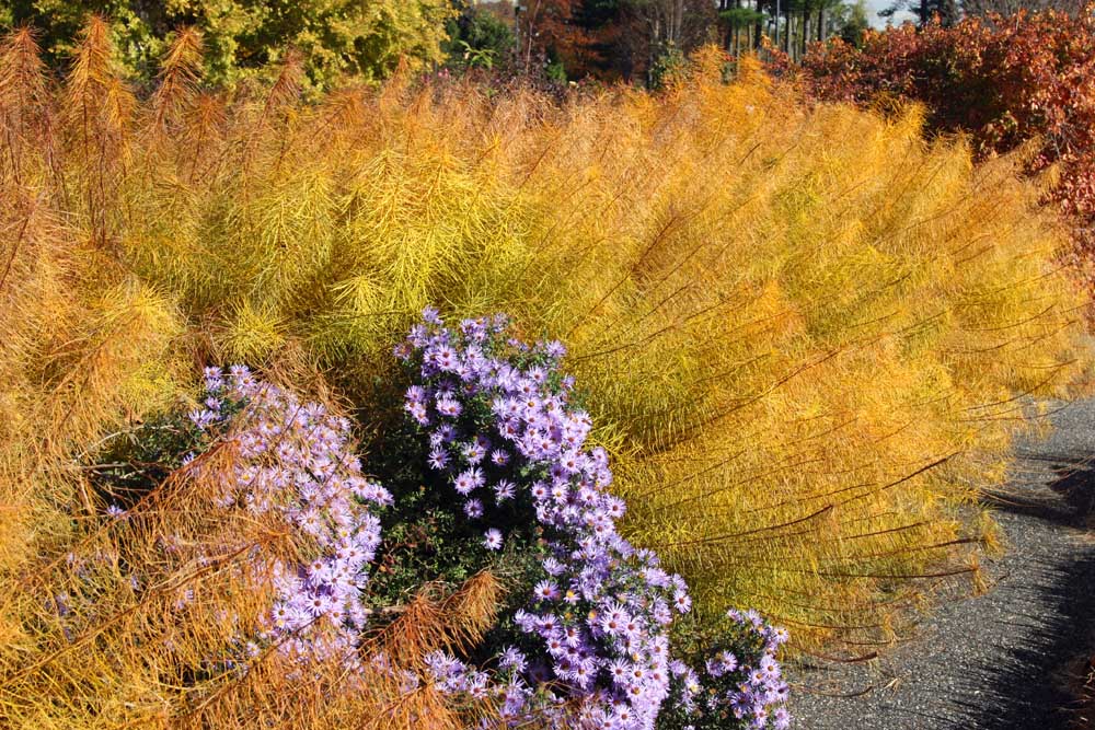 Amsonia hubrichtii flourishes outside in a burst of yellow and purple