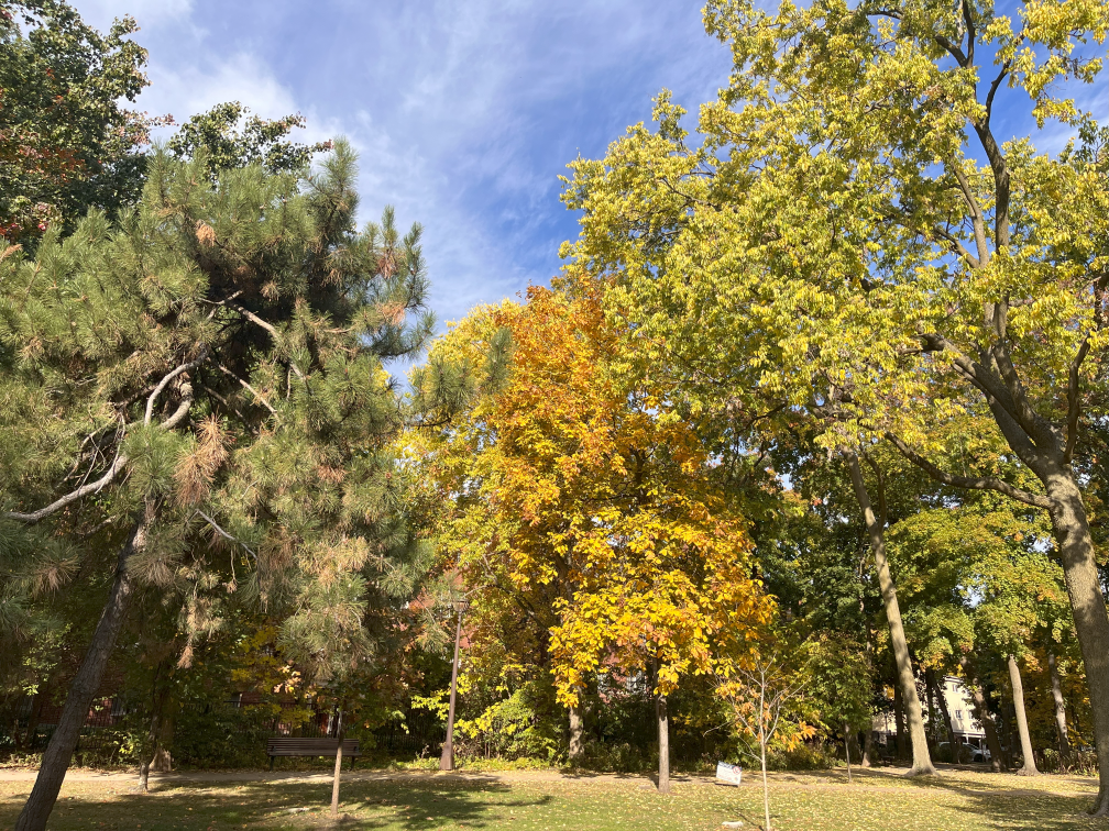 trees begin changing color in austin gardens