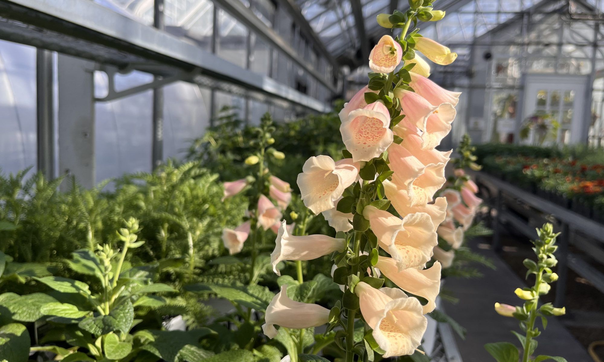 pink flowers sprout from a stalk in a bell shape