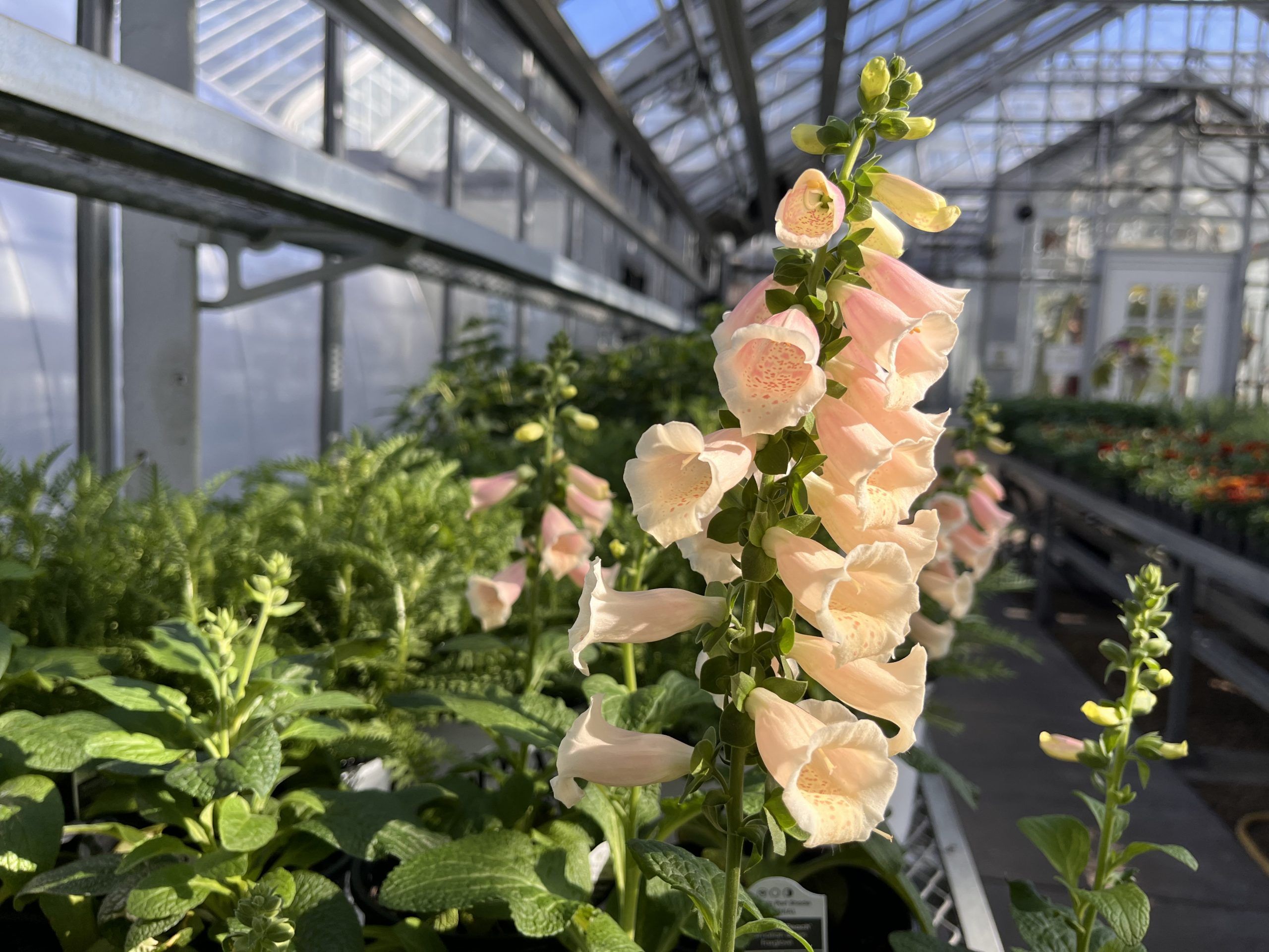pink flowers sprout from a stalk in a bell shape