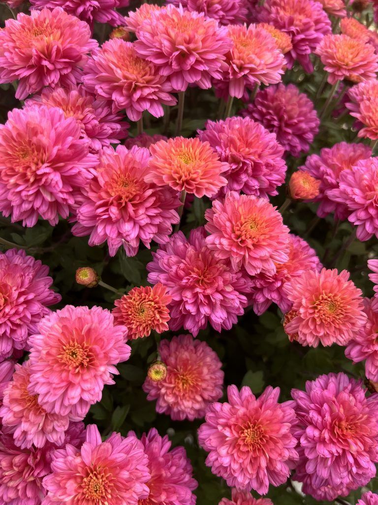 Fall Mum & Bulb Sale